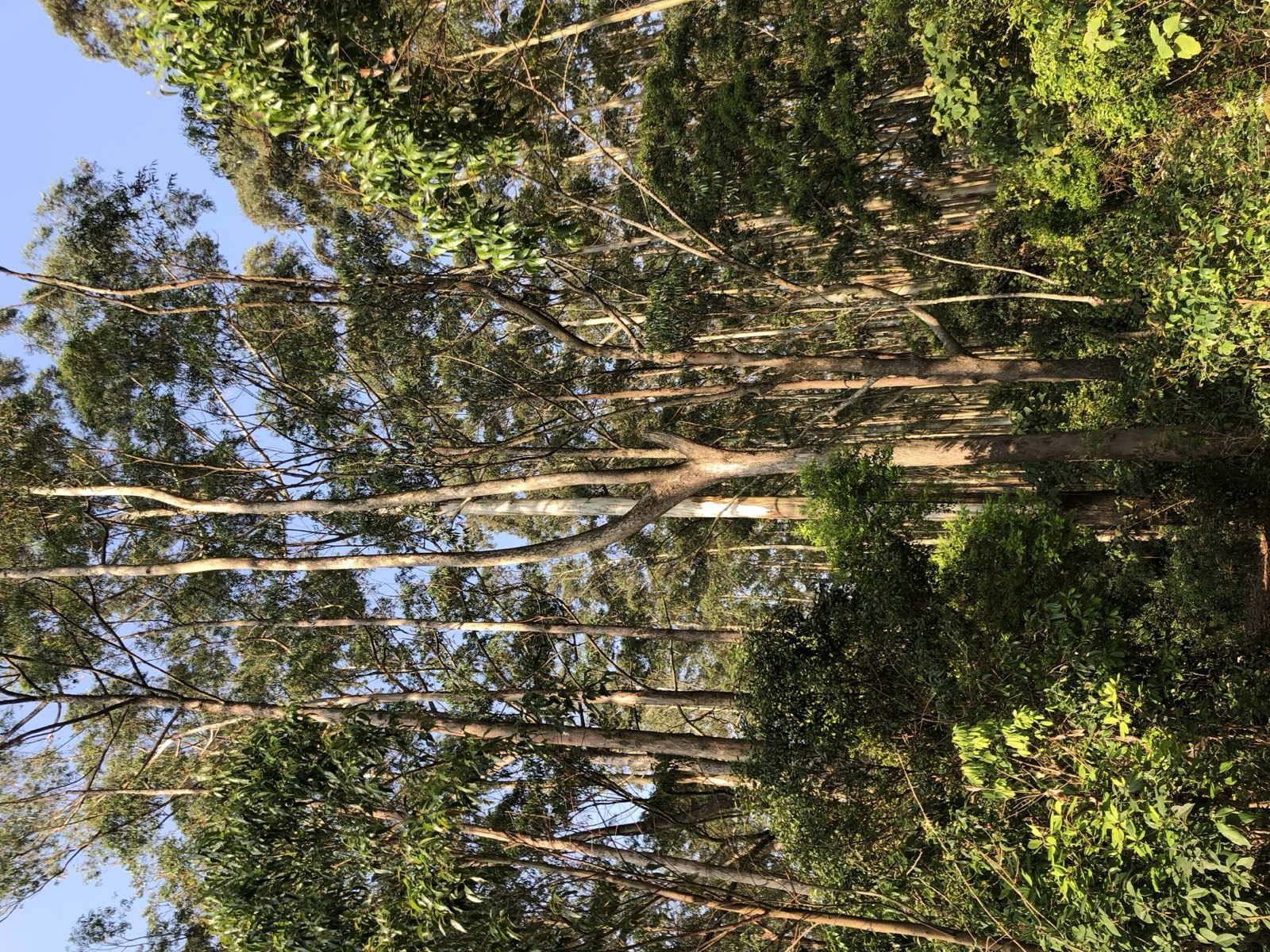 Eucalyptus forest near Karuna