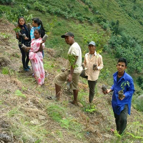 Tree plantation